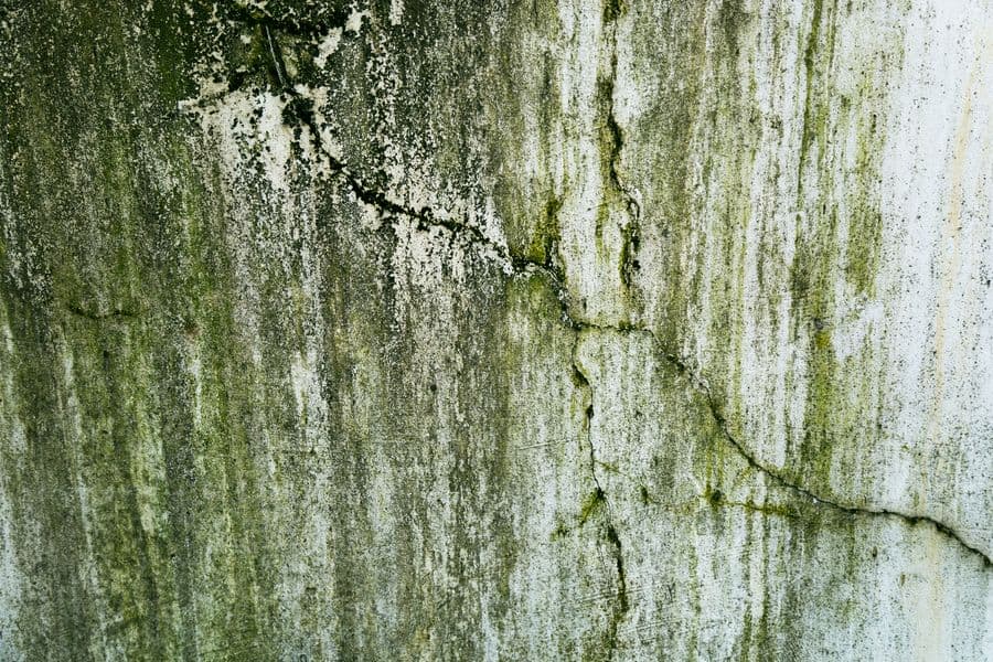 House siding with mold and algae buildup